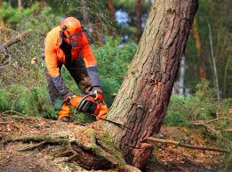 Best Tree and Shrub Care  in Ithaca, NY